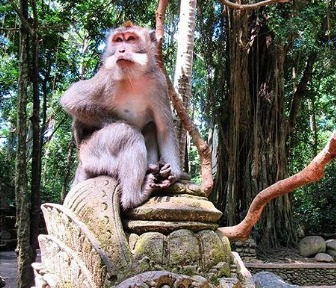 Ubud Sacred Monkey Forest Sanctuary